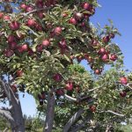 U-pick Apple Picking in the Finger Lakes