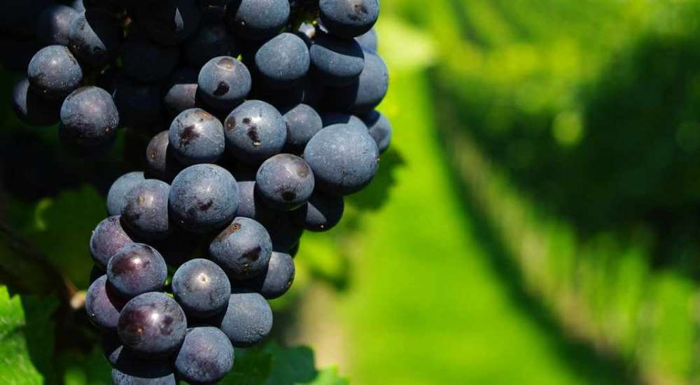 2019 Naples Grape Festival, Naples, NY Grape Fest in the Finger Lakes