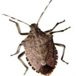 Stink bugs are back! How to get rid of stinkbugs from your house.