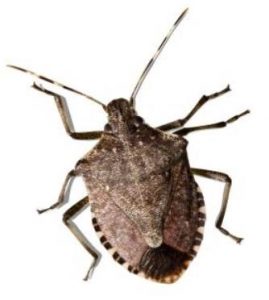 stinkbug