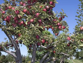 Apple Tree at U-pick apple orchard