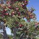 Apple Tree at U-pick apple orchard