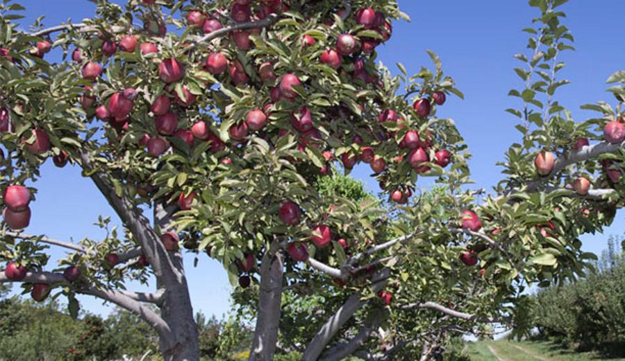 Apple Tree at U-pick apple orchard