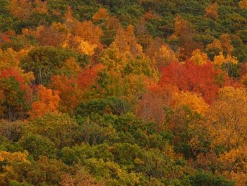 Fall Foliage