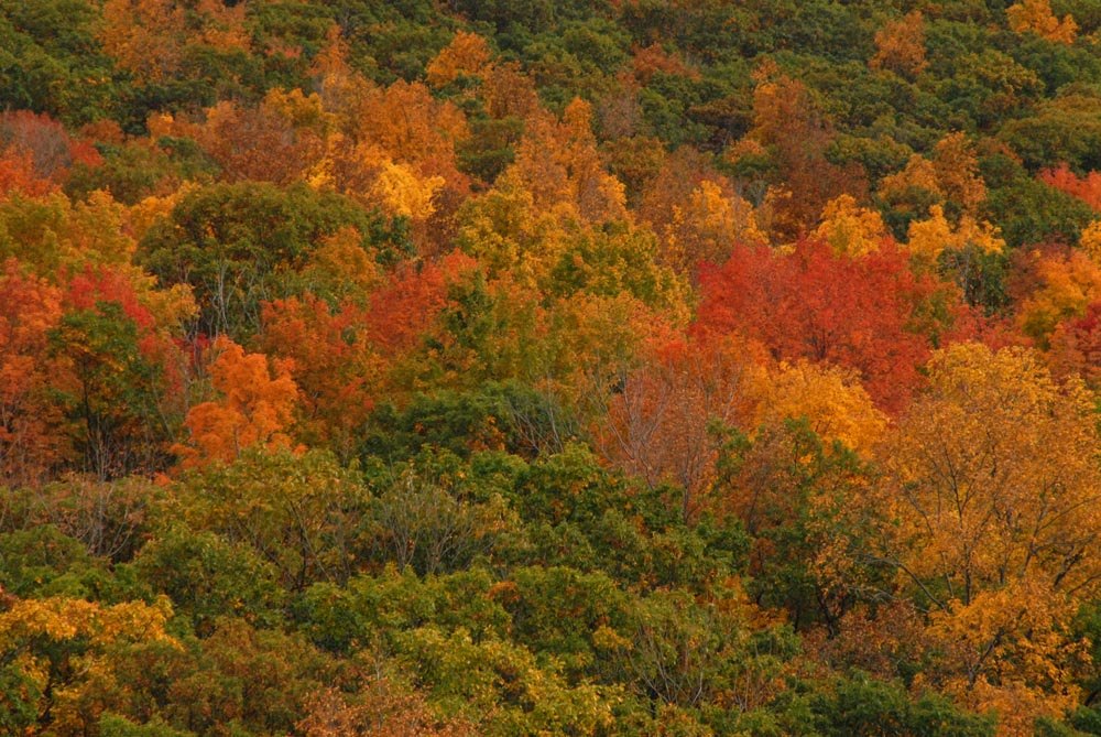 Fall Foliage