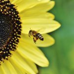 bee on sunflower