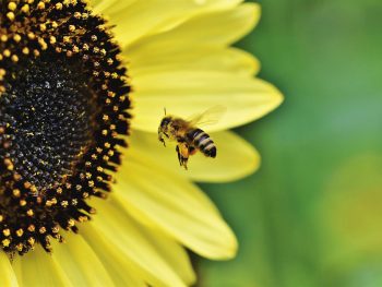 bee on sunflower