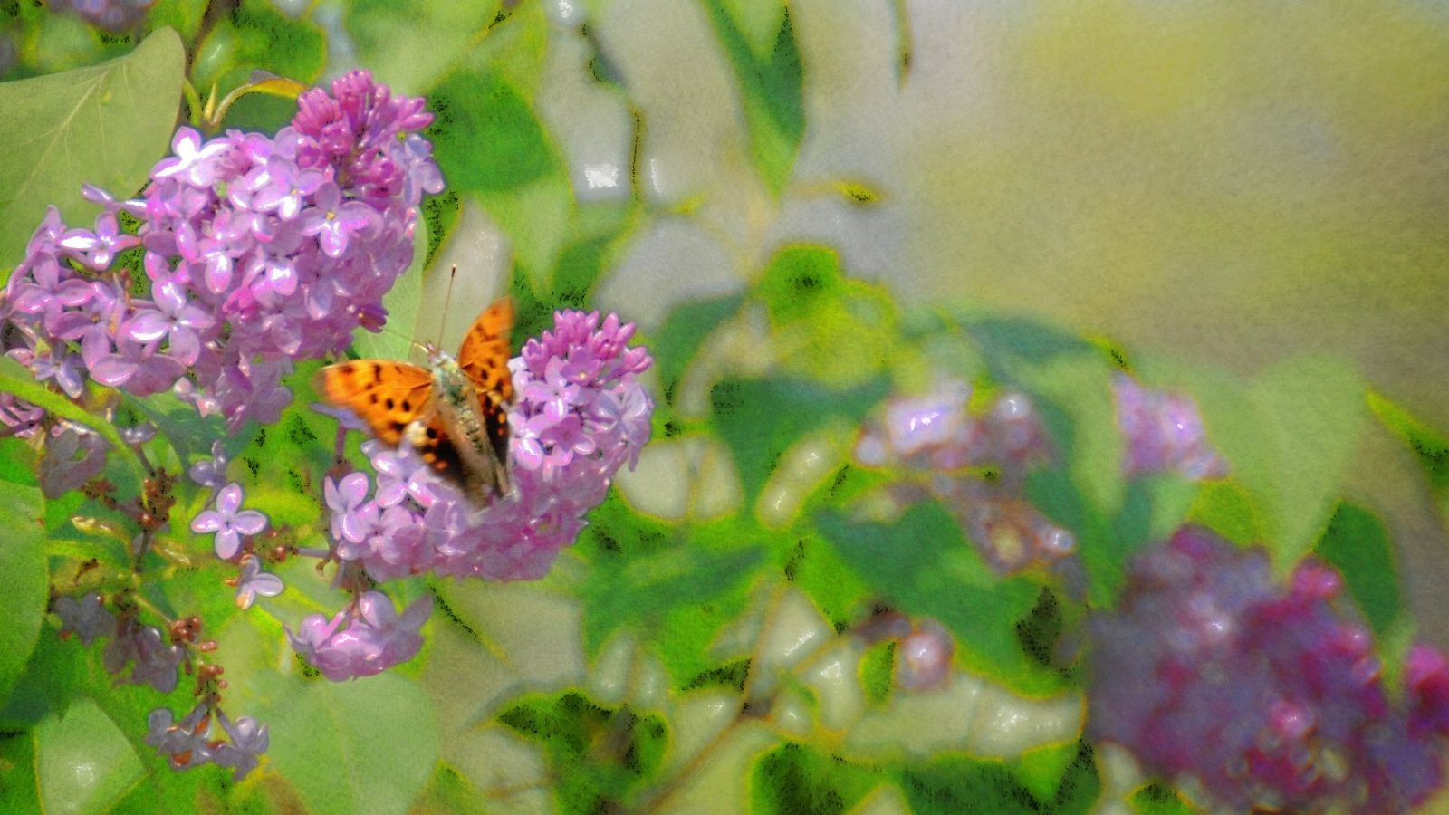 butterfly in lilac