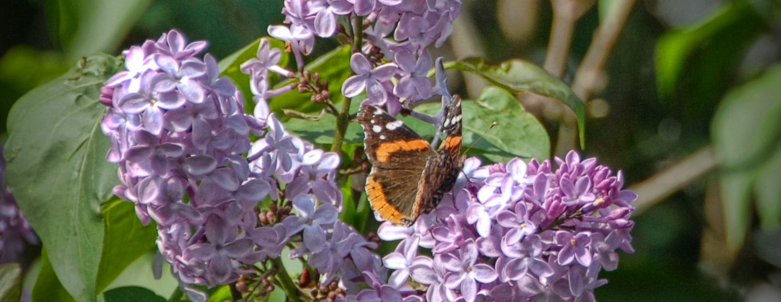 butterfly in lilac