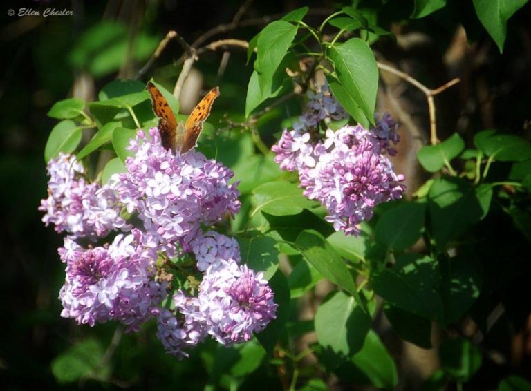 The Rochester Lilac Festival 2025 Highland Park, Rochester, NY Lilac Fest