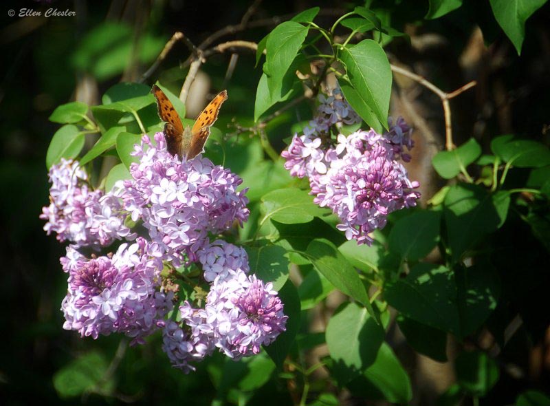 Pretty Butterfly on Lilacs