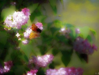 Butterfly in lilacs