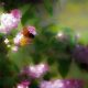 Butterfly in lilacs