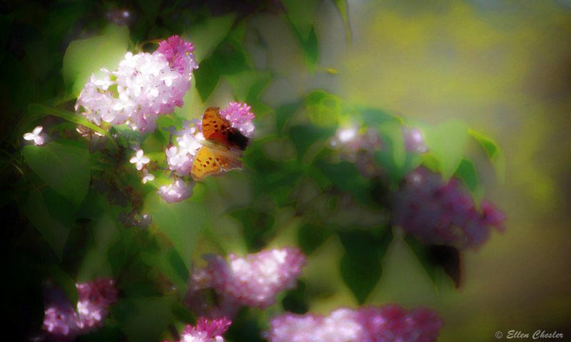 Butterfly in lilacs