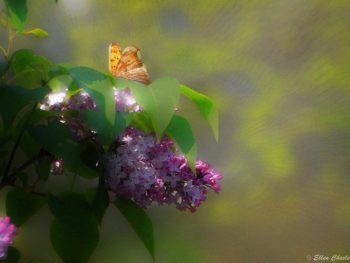butterfly in lilac