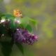 butterfly in lilac