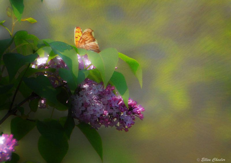 butterfly in lilac