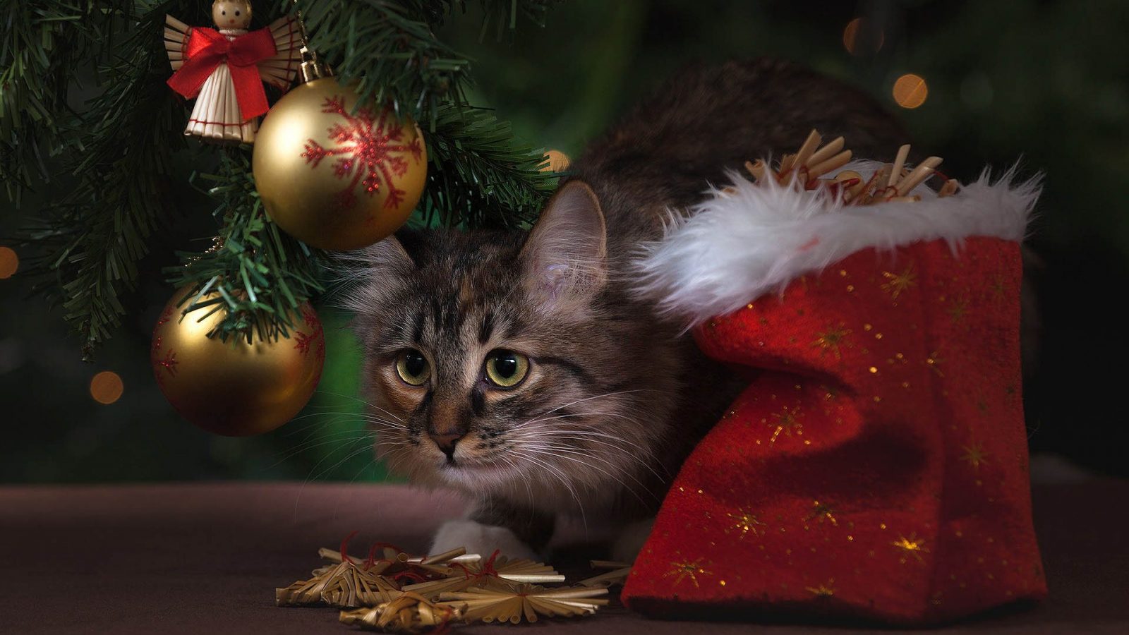 Christmas tree with cat