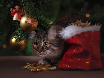 Christmas tree with cat