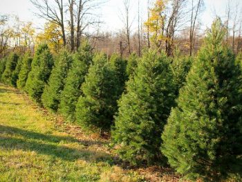 Christmas tree farm