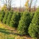 Christmas tree farm