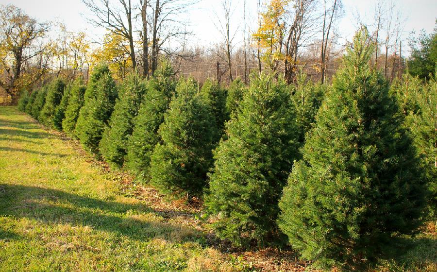 Christmas tree farm