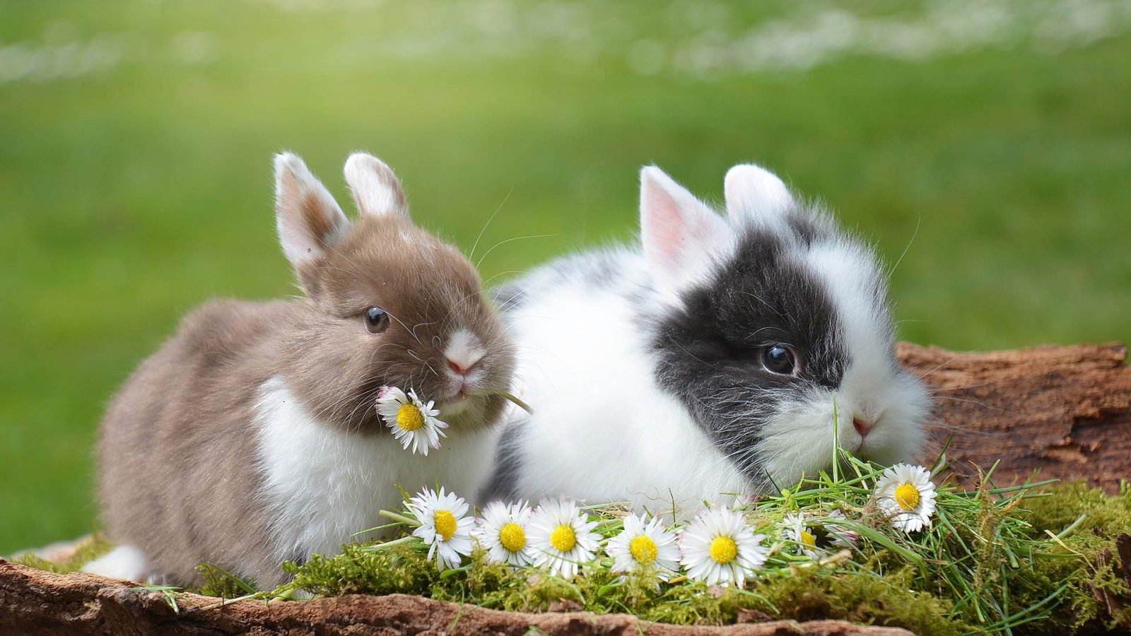 Easter bunnies