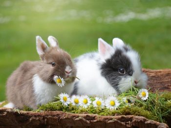 Easter bunnies