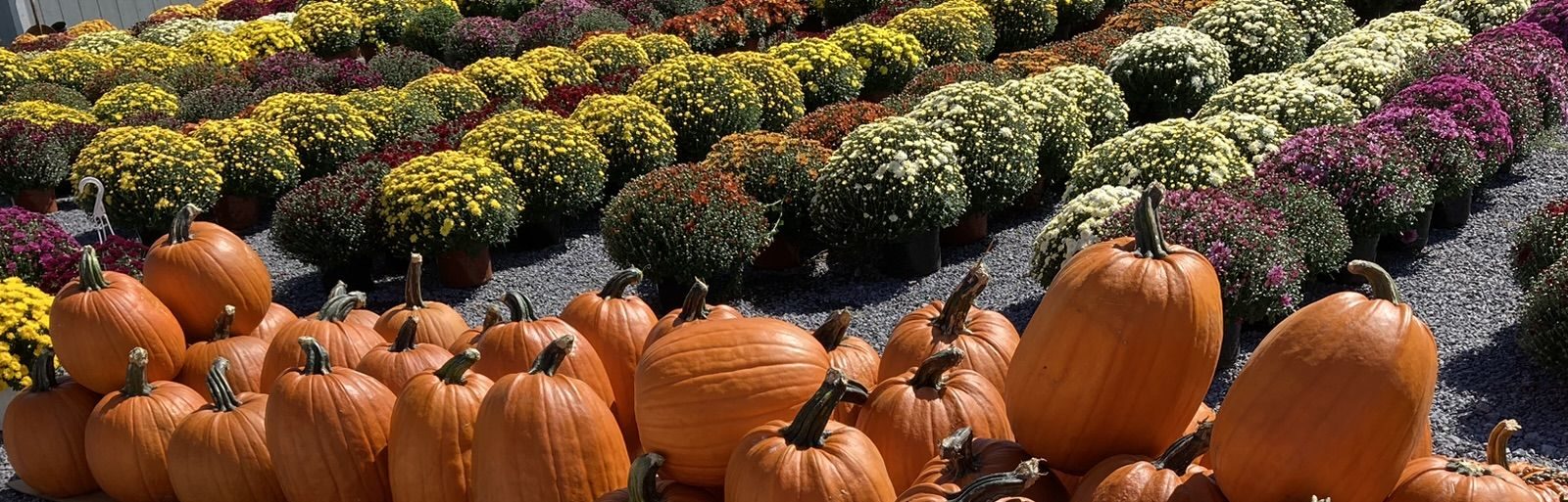 fall pumpkins and mums