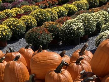 fall pumpkins and mums