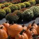 fall pumpkins and mums