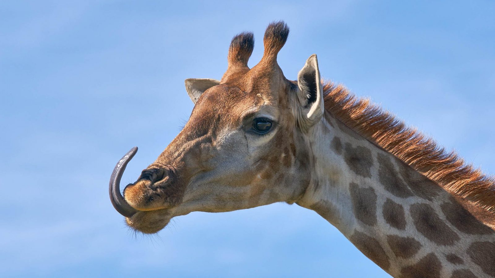 giraffe