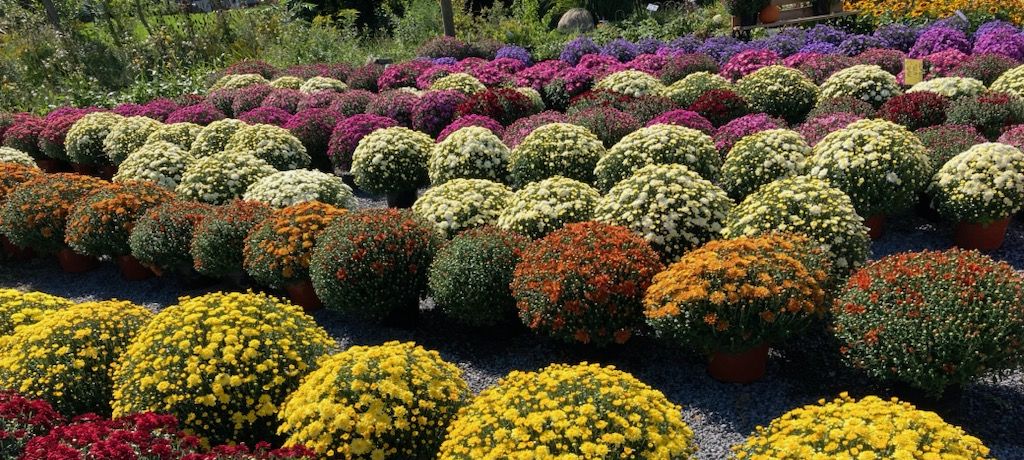 mums in the Finger Lakes