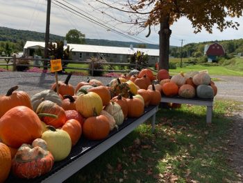 pumpkins at farm stand