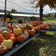 pumpkins at farm stand