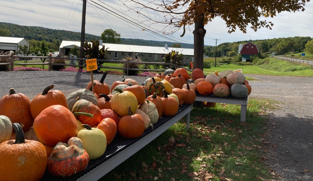 pumpkins at farm stand