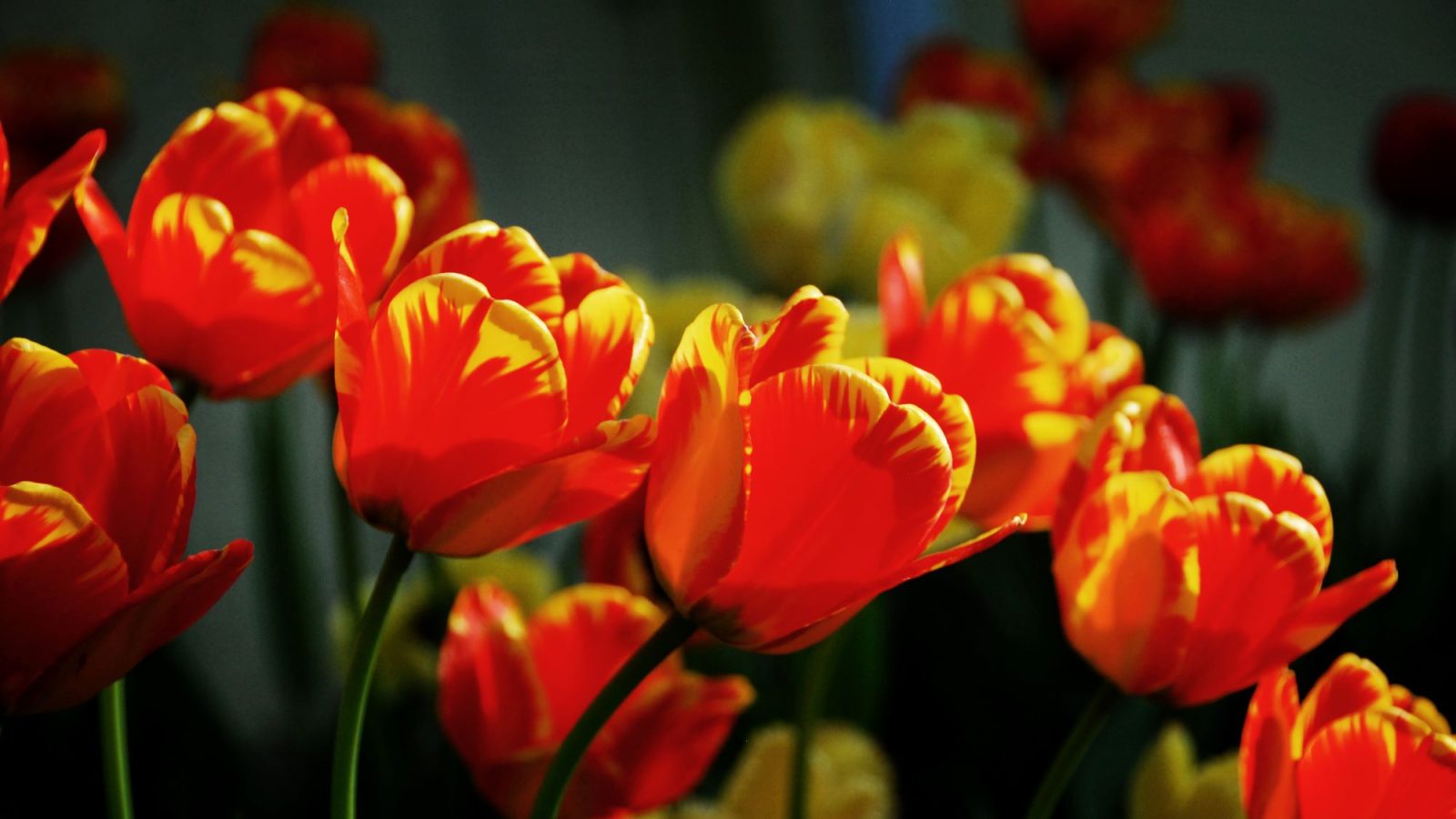 Tulips in Canandaigua
